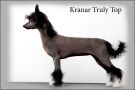 Kranar Truly Top Chinese Crested