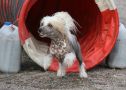 TuYu No Flash Required Chinese Crested