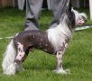 Asset Mojo Runique Chinese Crested