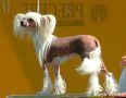 Suanho's BellaCoola Chinese Crested