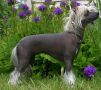 Crestars Xzuberance Chinese Crested