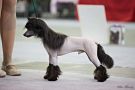 Star Beauty Gucci Chinese Crested