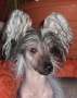 Piciri Ada Mita Chinese Crested