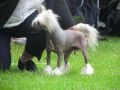 Krystal princess queen of my heart Chinese Crested