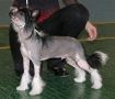 Status Imperial Zenith of Fame Chinese Crested