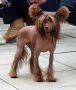 Millenium Pride Beyonce Chinese Crested