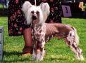 Lou-Gin One Armed Bandit Chinese Crested