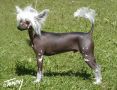 Dogcastle's Mr Avalon Chinese Crested