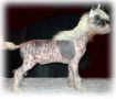 ? Ko-To-Ra Chinese Crested