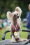 Bo To Krolowa Akizabo Chinese Crested