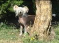 Laura Chinese Crested