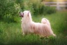 Grand Passage Jagger Chinese Crested
