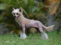 Eashik Obsession Chinese Crested