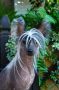 Olivera's Dress You Up In My Love Chinese Crested