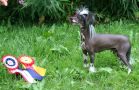 Kaa Won's Ace High Chinese Crested