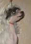 Mirabel' White Squirrel for Zholesk Chinese Crested