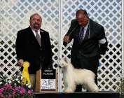 GCH Dreamstar's Nasty Burnout Barney