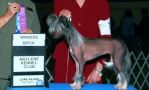 Tacori's Diamond Diva Chinese Crested