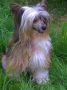 For The Fun Top Model De Rama Chinese Crested