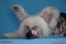 Crested Charm Evro-Dollar Chinese Crested