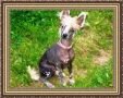 Tret Nomili Trie Treze Chinese Crested