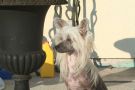 Crestyle How to Look Good Naked Chinese Crested