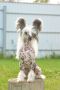 Vellar Pljus Baron One You One Chinese Crested