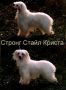 Strong Style Krista Chinese Crested