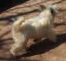 Mosaic Snowman Chinese Crested
