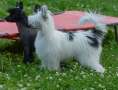 HitLine Ltd Presto Allegro Chinese Crested