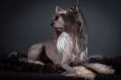 Taijan Dreamer Welcome back Chinese Crested