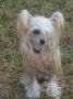 Daenerys Loiseleuria Chinese Crested