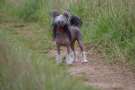 Leibwache Penelope Pitstop at Syingcrest Chinese Crested