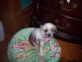 Pretty Lady of a Thousand Kisses Chinese Crested