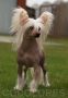 Cocolores Egoiste Chinese Crested