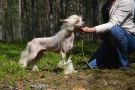 Luis  Sage Chinese Crested