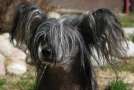 Shadowgame's Not My Fault Chinese Crested