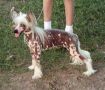 Jonbrecy's Spicy Paprika Chinese Crested