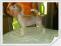 Rus Foreva Iris Chinese Crested