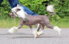 Gch Zhen's Dream On Chinese Crested