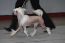 Ice Crme for Princes de la Roses Chinese Crested