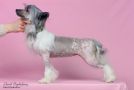 Galser Beatrice Crystal Blues Chinese Crested