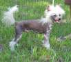 Blanch-O's Star Spangled Spanky Chinese Crested