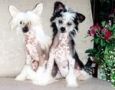 Roc N Win Integrity's Sasha Chinese Crested