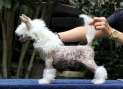 Fantom Pixie Dust (Cantarell) Chinese Crested