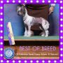 Edelweiss Sweet Fanny Adams At Halcyon Chinese Crested