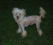 Silver Bluff Chanel Number Five Chinese Crested