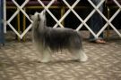 Silvercreek Silence Is Golden Chinese Crested