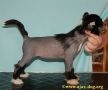 Mayia Star iz Jablonevogo Sada Chinese Crested