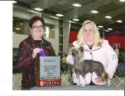 GCH JL's Pawprints into Twilight